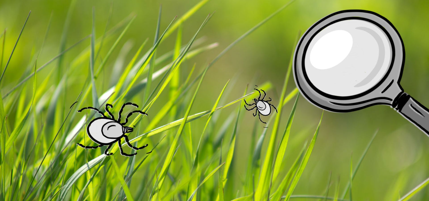 Erste Hilfe bei Zeckenbissen - Das Wichtigste im Überblick