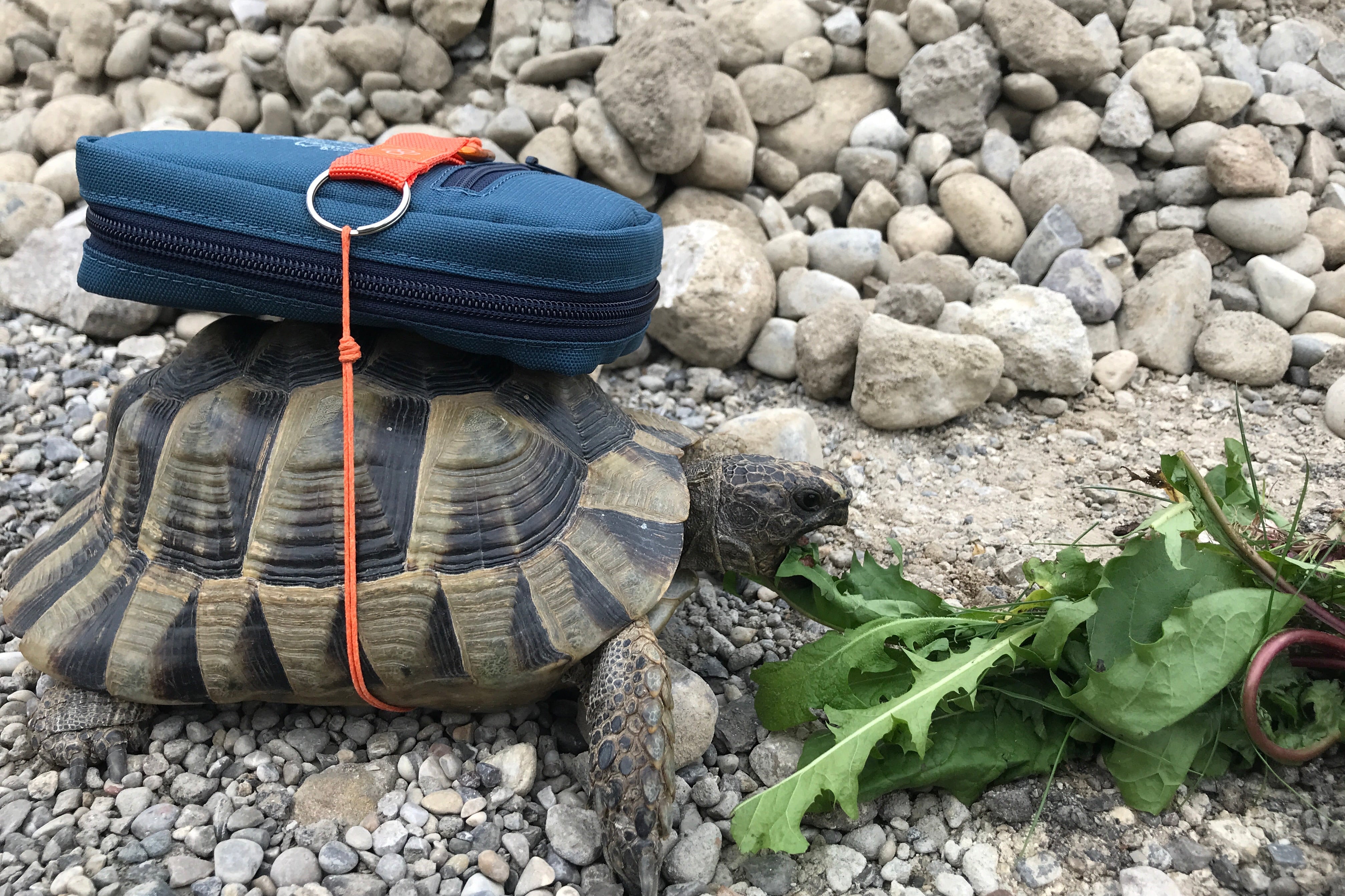 Nachfüllpack "Haus- und Reiseapotheke Baby & Kind"